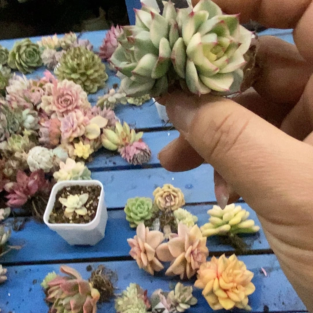 454法比奥拉炸多肉植物哇啦塞