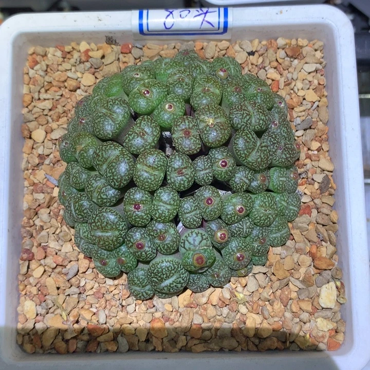 精品多肉植物精品超级大群墨小锥