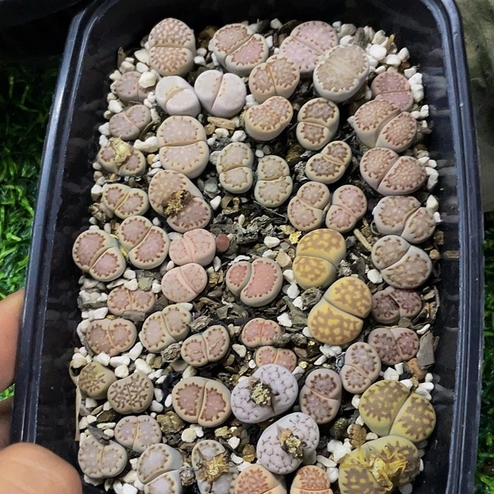 生石花一物一拍哦