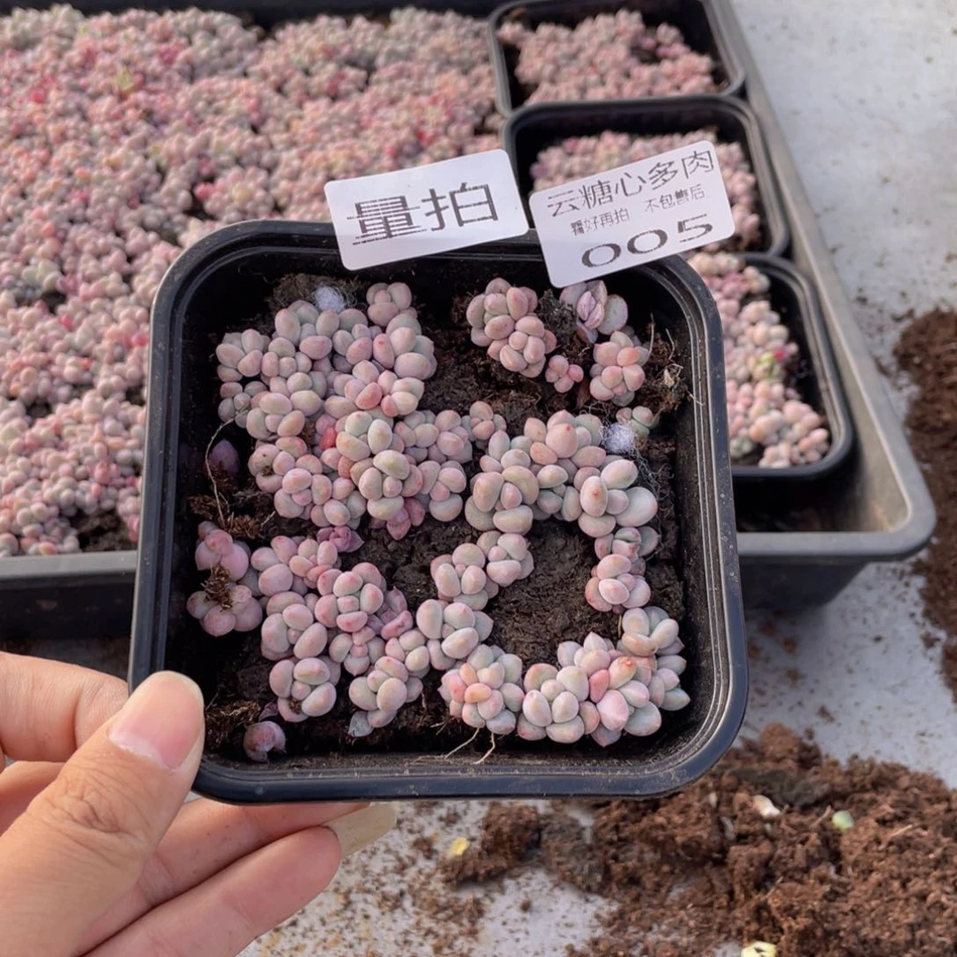 云糖心多肉植物005