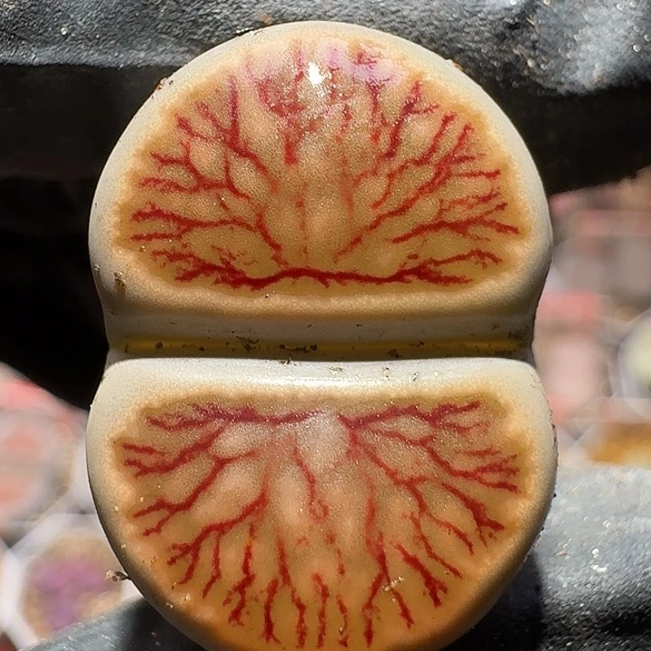 生石花1111111。 357