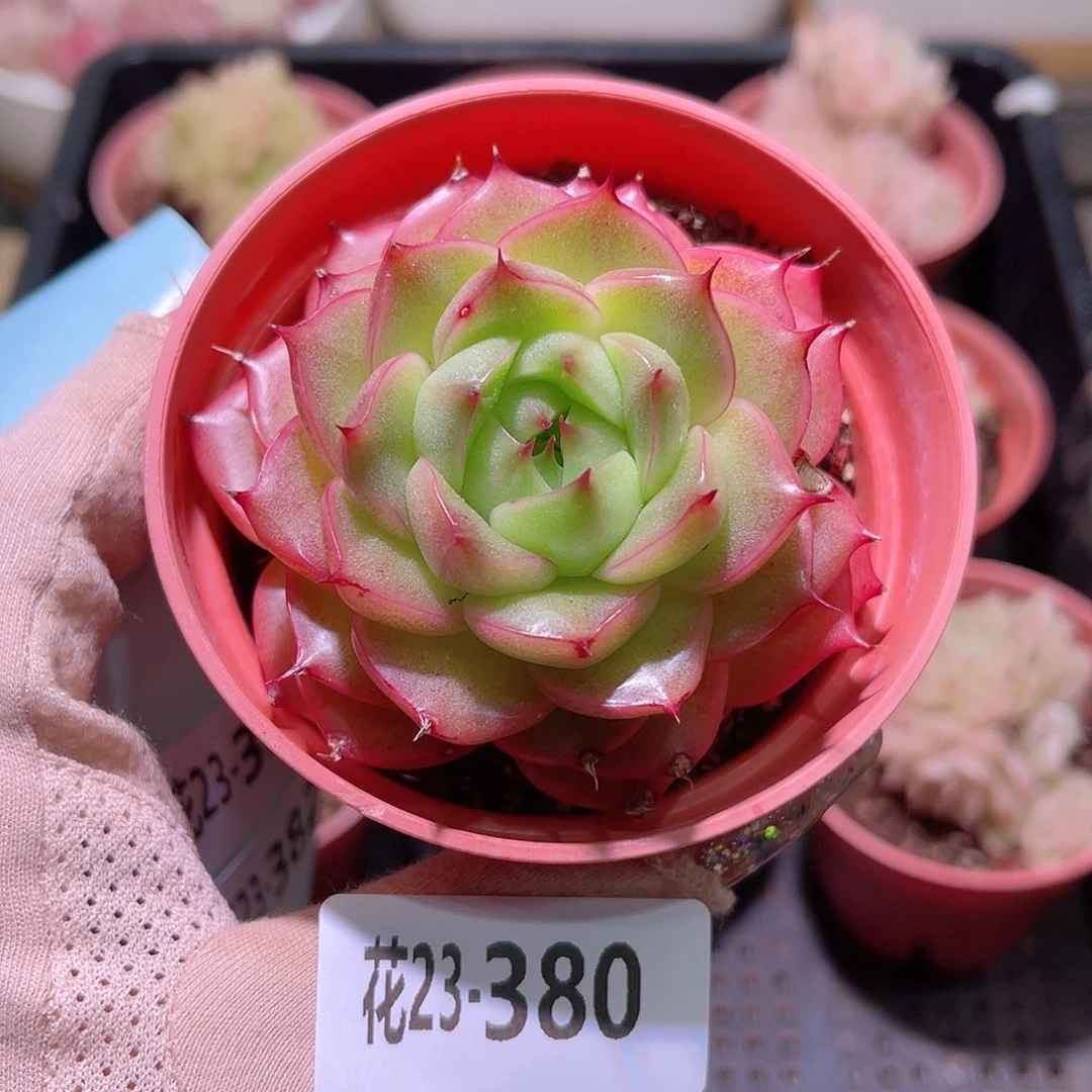 花利美23-380麦秆