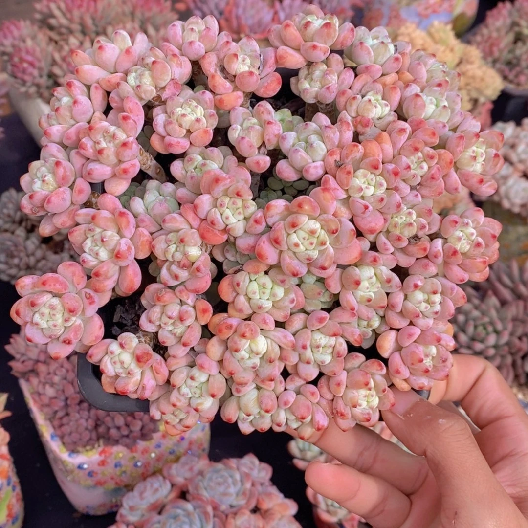 罗琦 一物一拍。