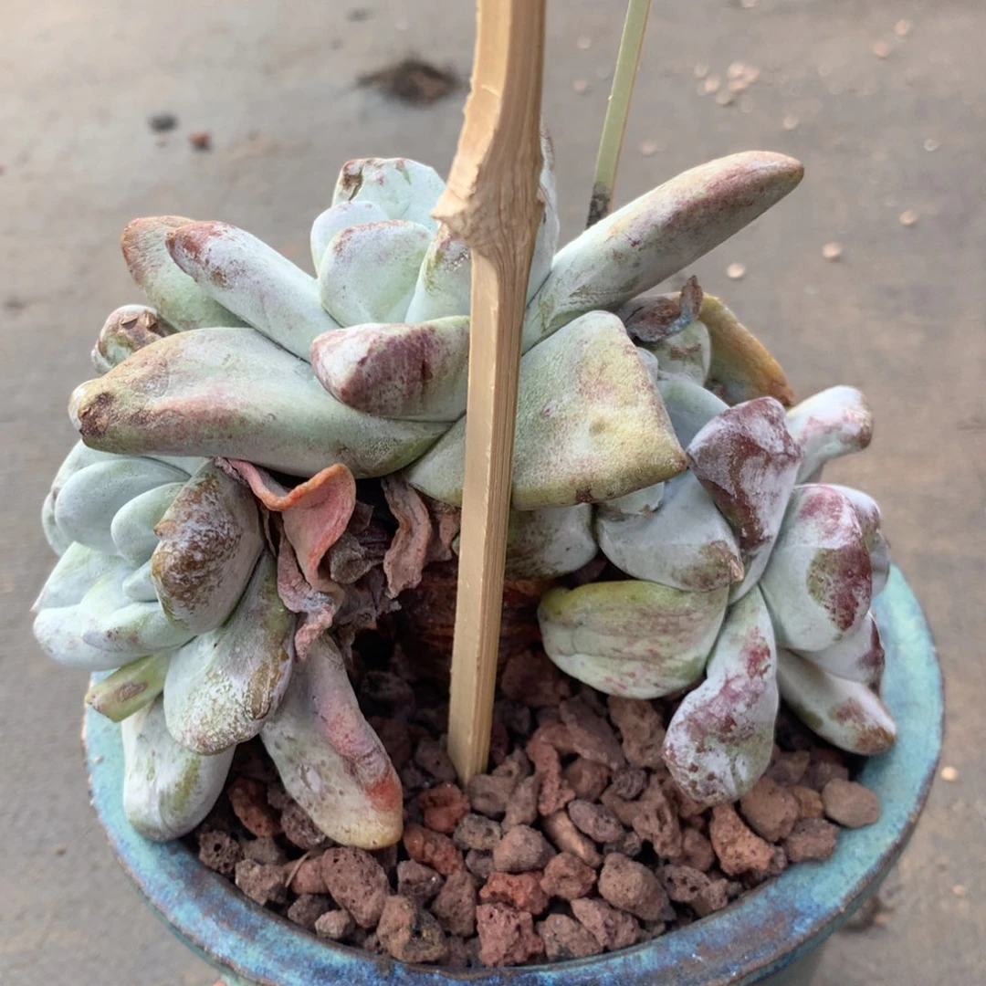 甜****y拇指，多肉汁多肉