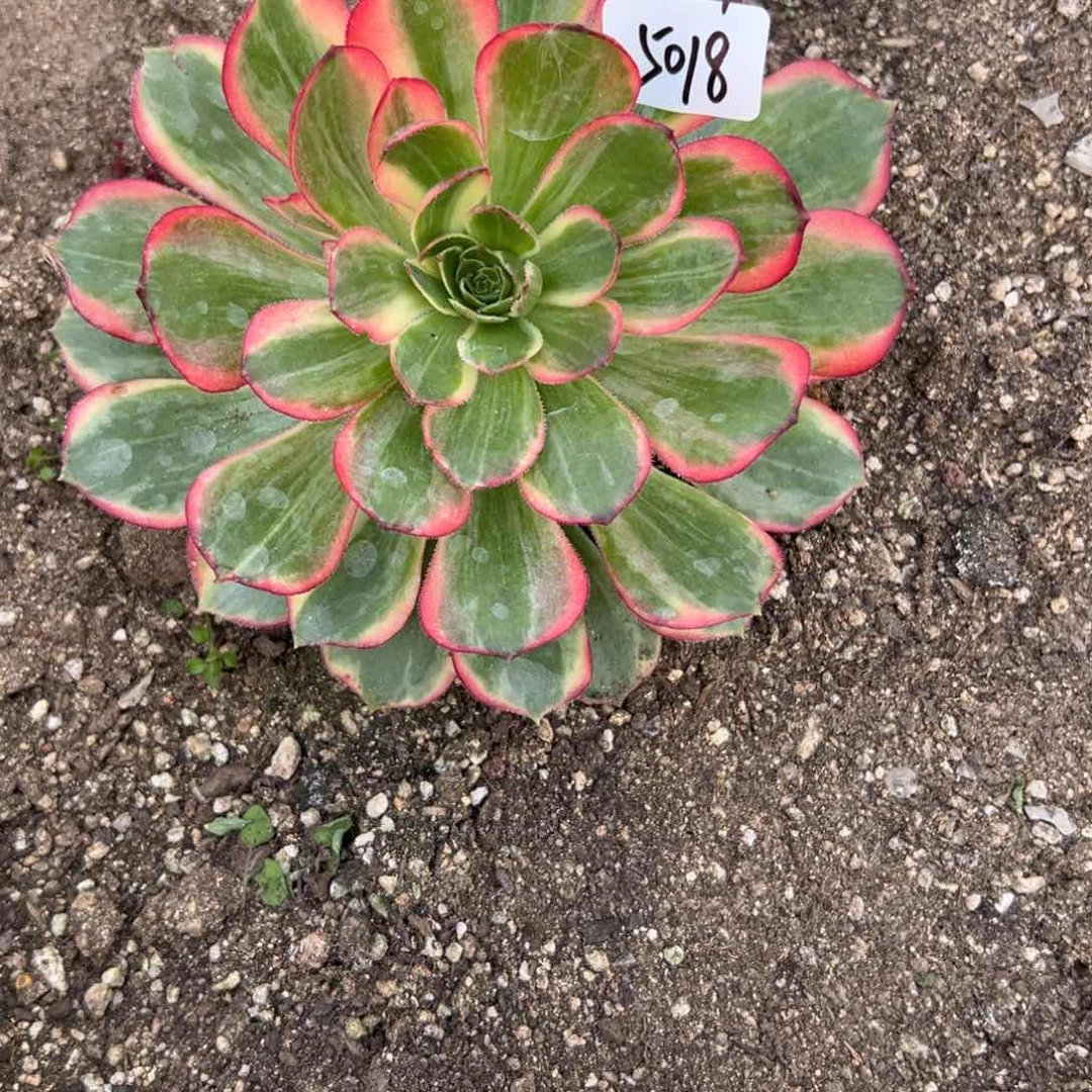 梅****园5018黑魔锦多肉多肉多肉徐州