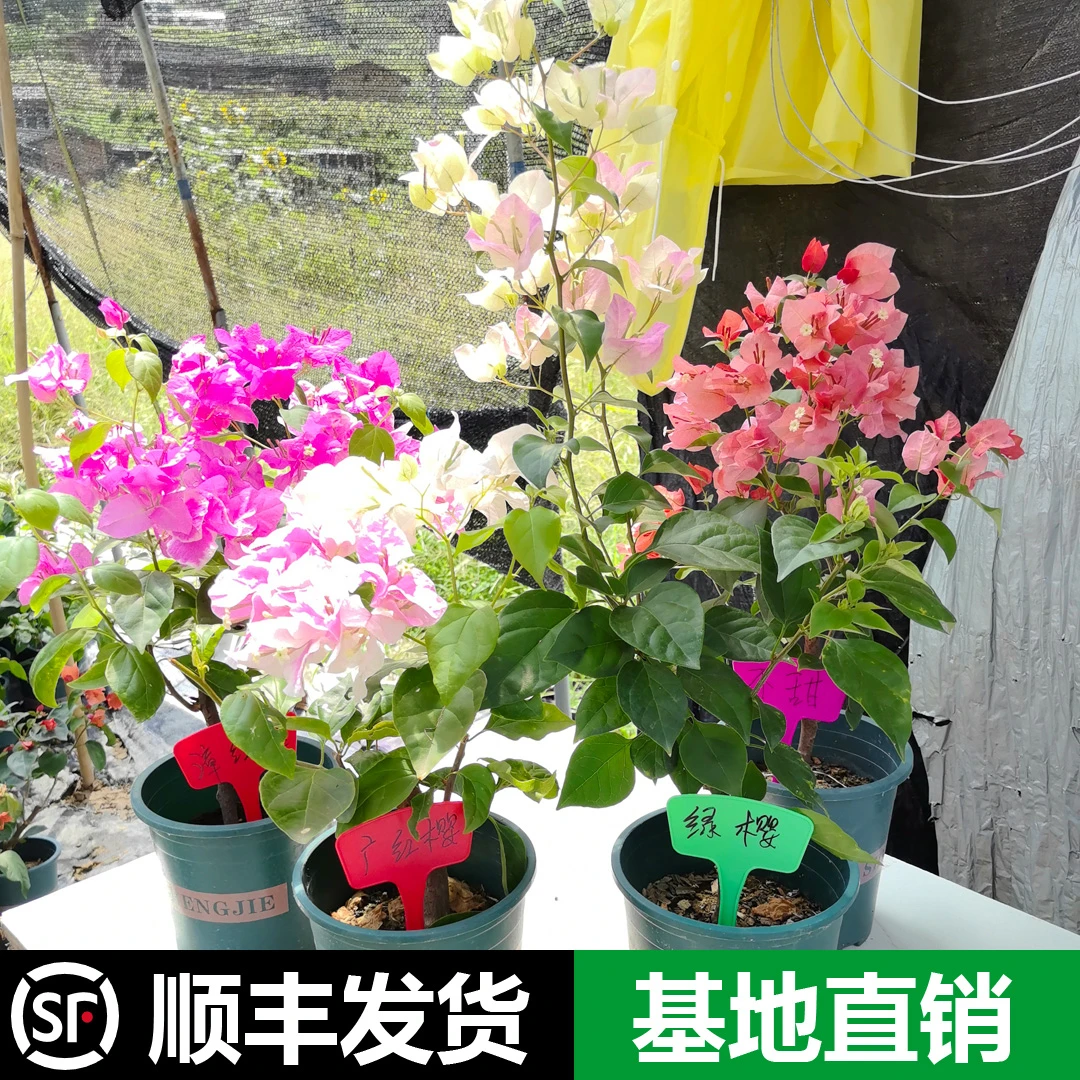 三角梅直播~顺丰发货~一物一拍~花卉绿植盆栽阳台庭院网红植物