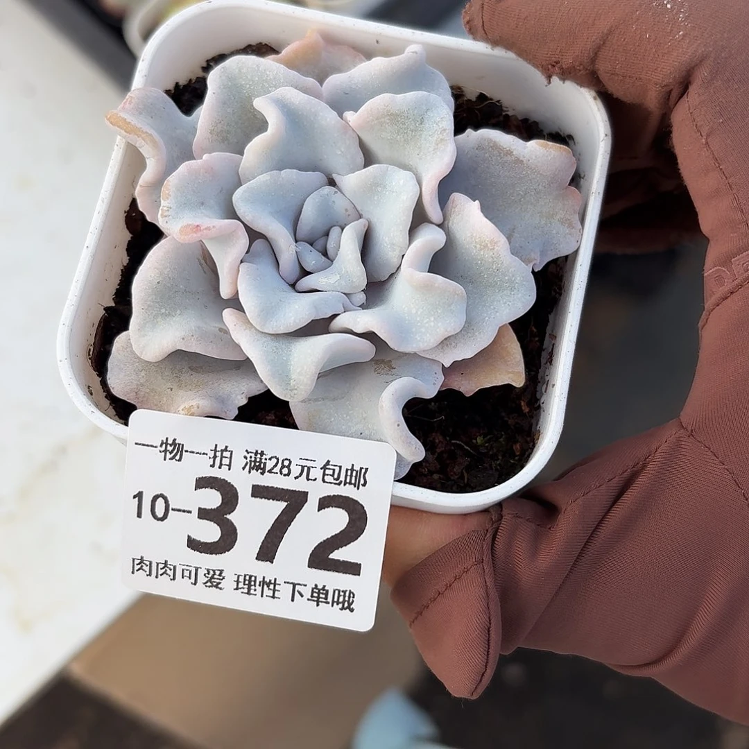 芭蕾舞者无盆土发货无盆土发货无