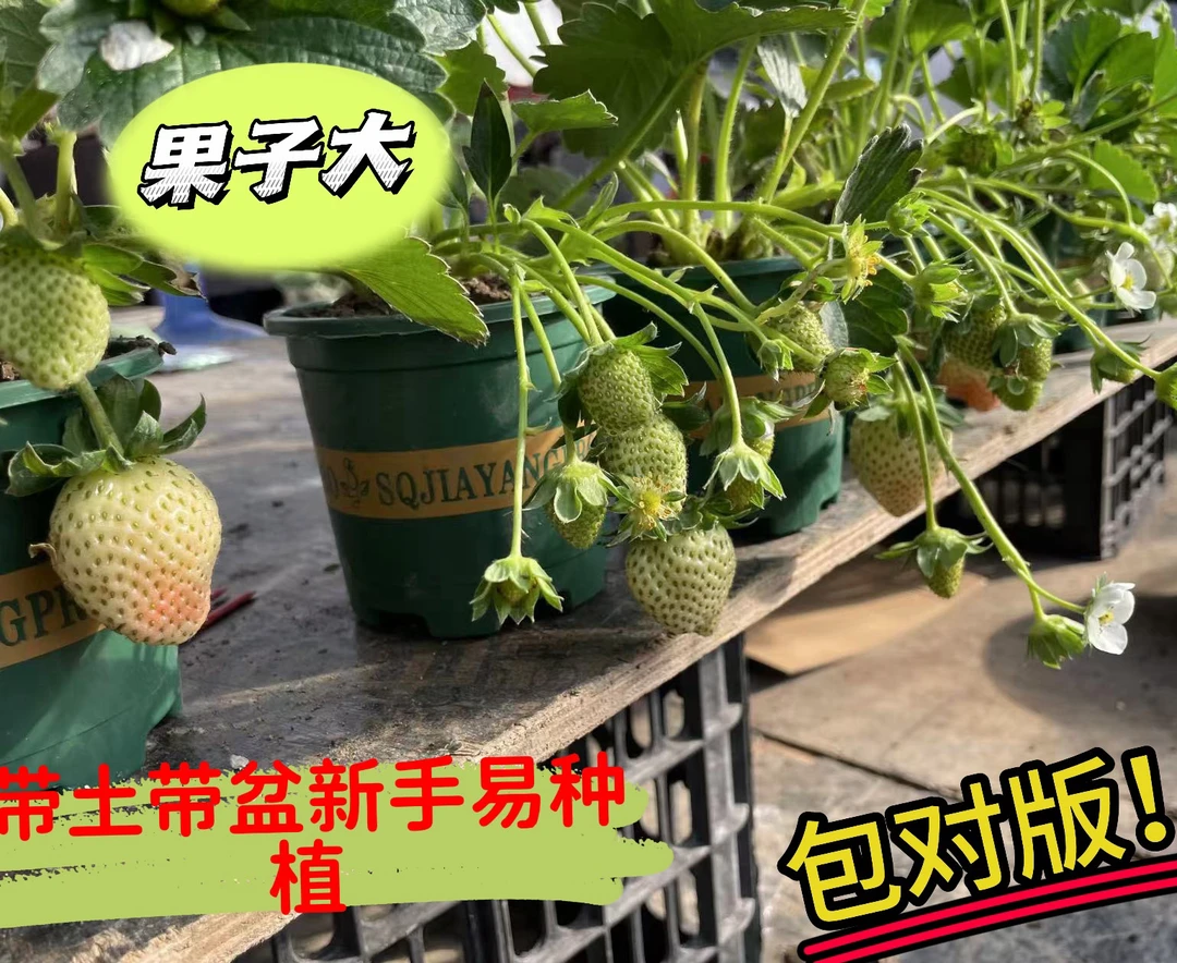 联盟草莓苗（带花带果）包对版