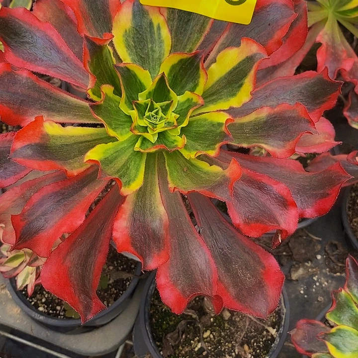 长***浴0186多肉植物魅影