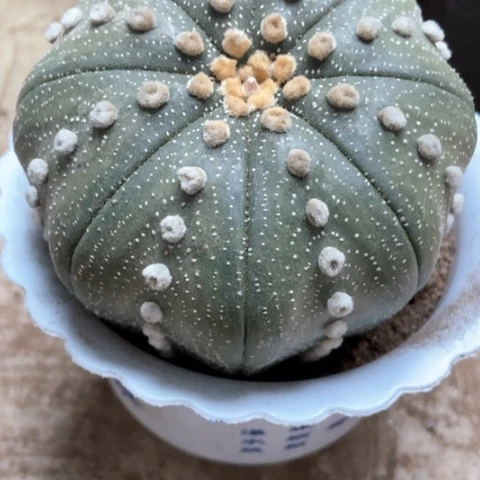 大兜仙人球30米仙人球