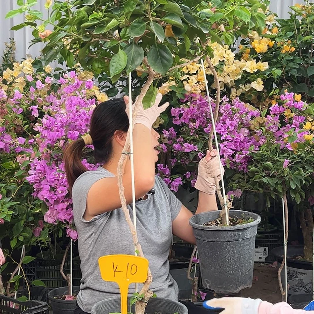 菁***阳大部分花苞少量开放K10佩德罗