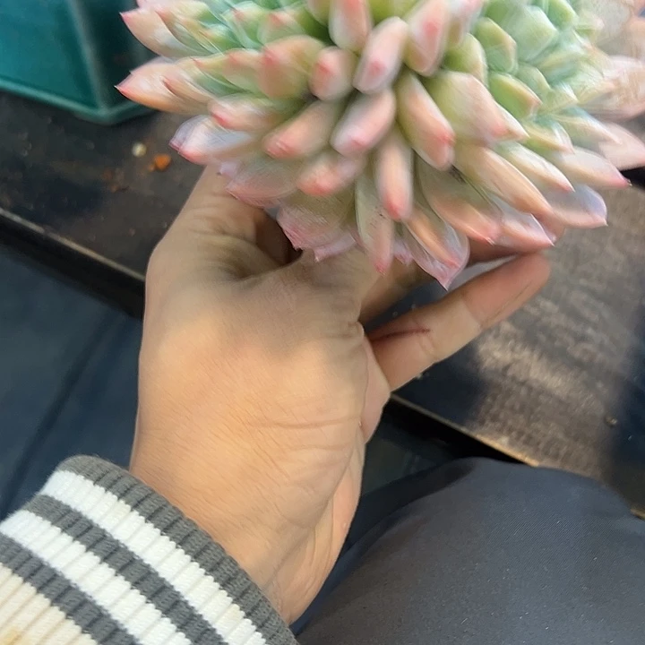 维京斯一颗肉肉看看