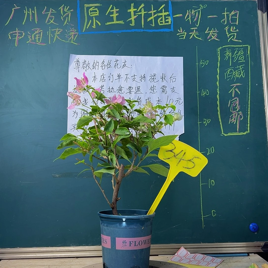 当前无花栽培后可以开花广红樱 345