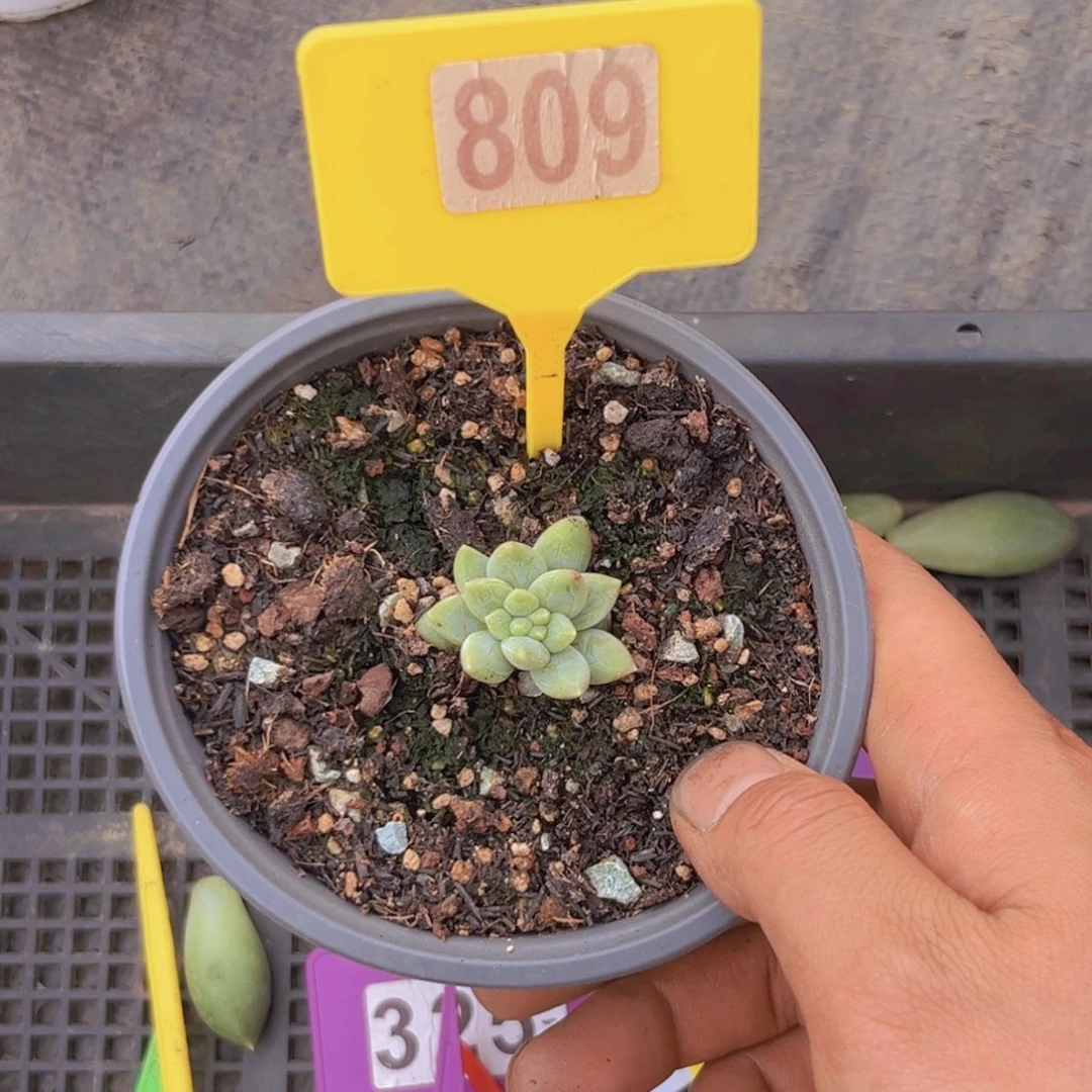 喧多肉植物阿蒂斯托赌缀809