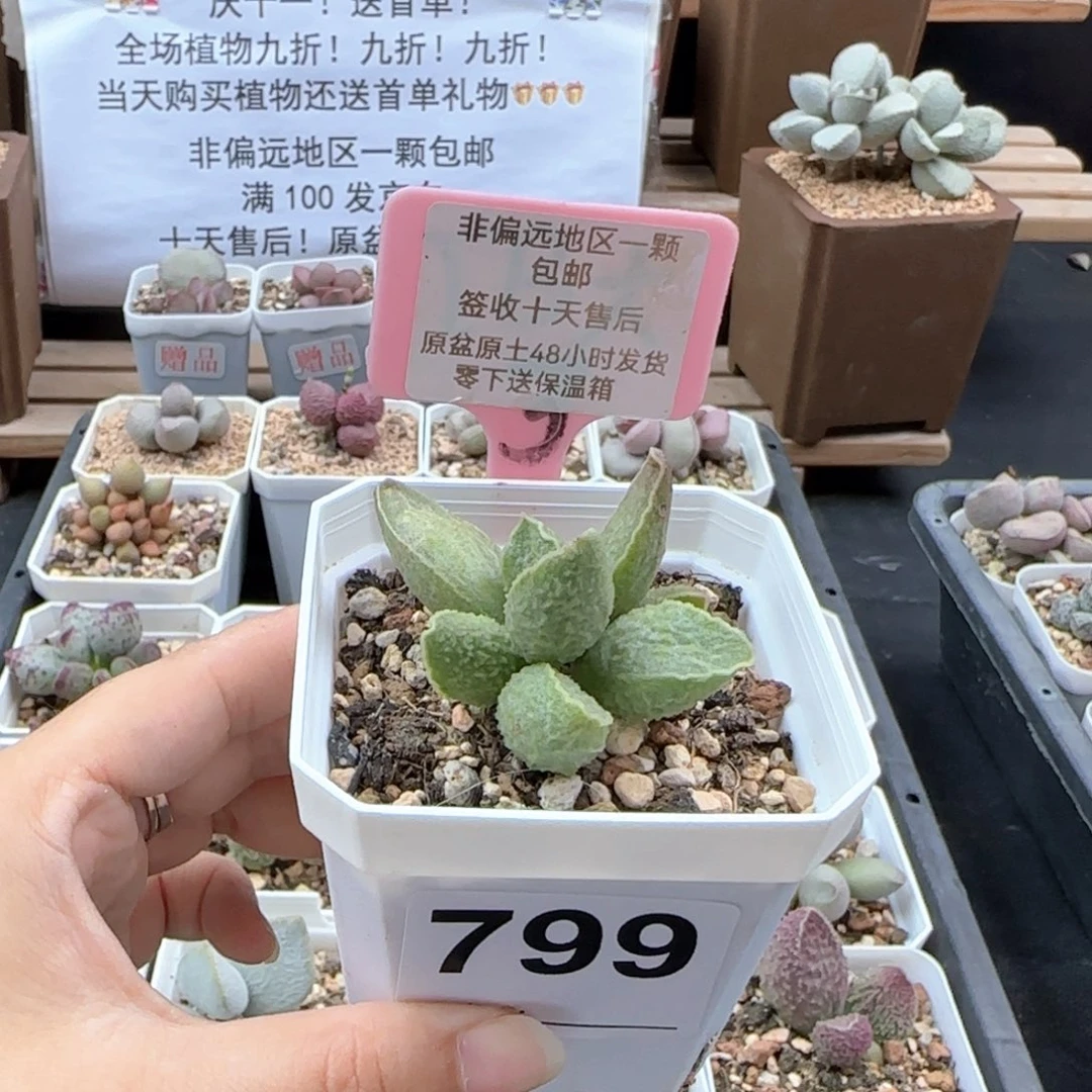 799绿皮多肉植物