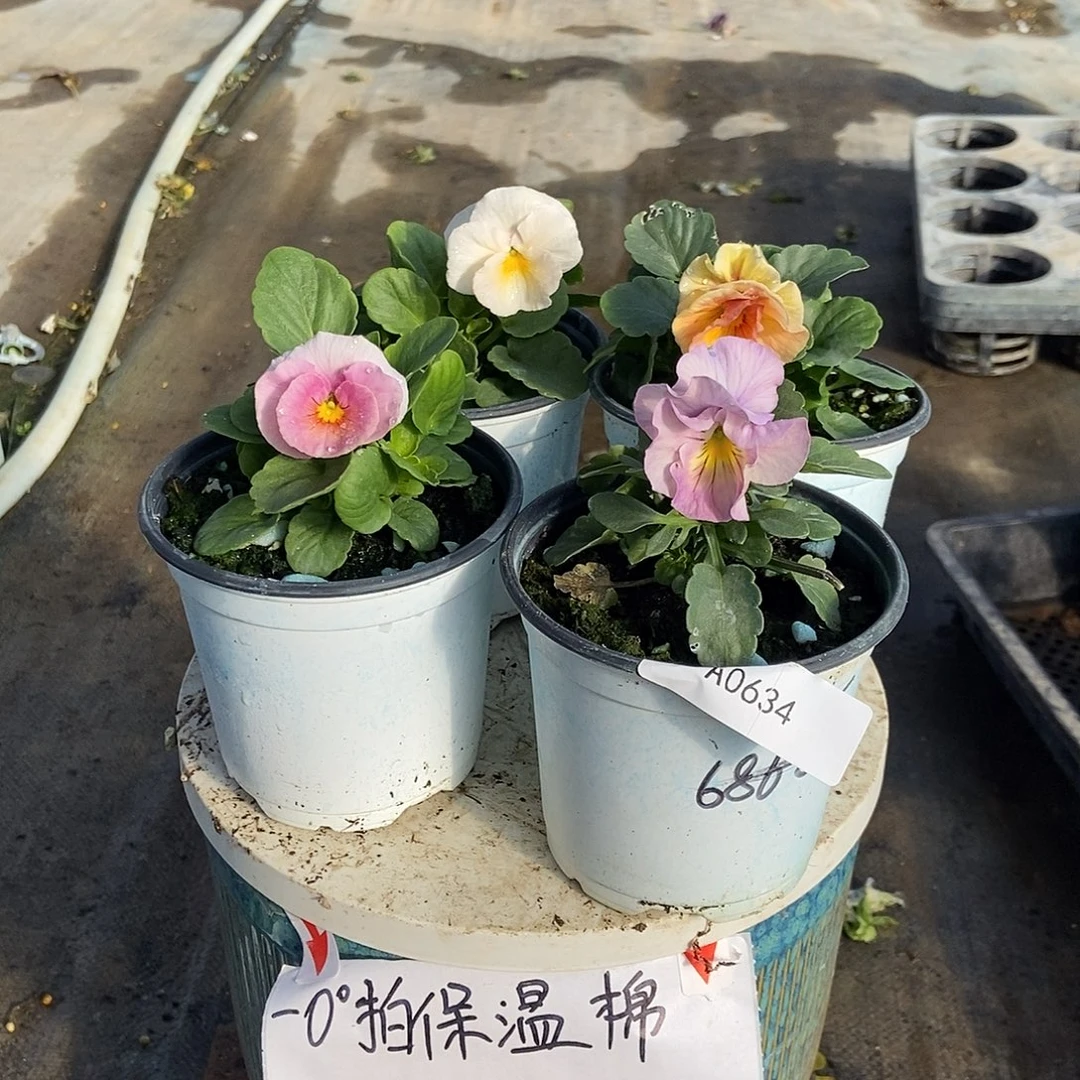 大部分花苞少量开放634