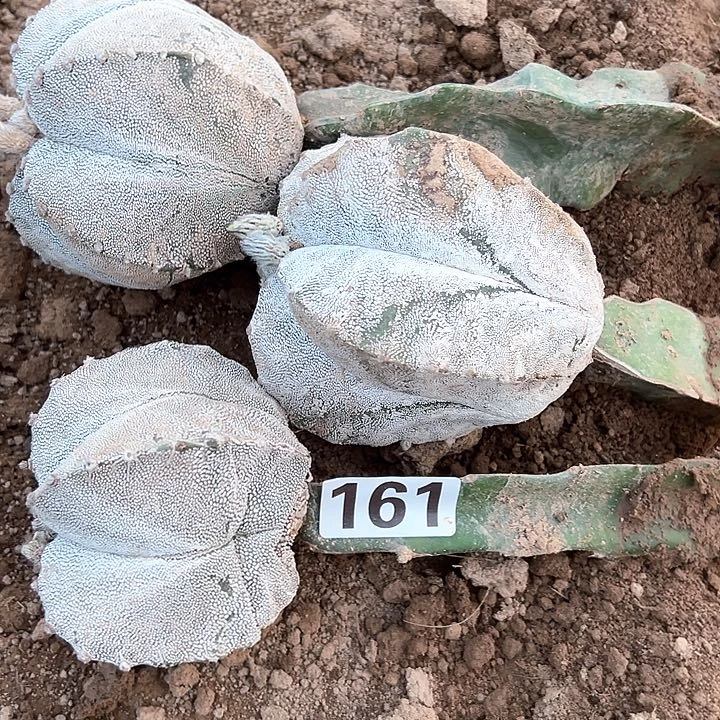 无花朵黑**柜161号仙人球开花三颗