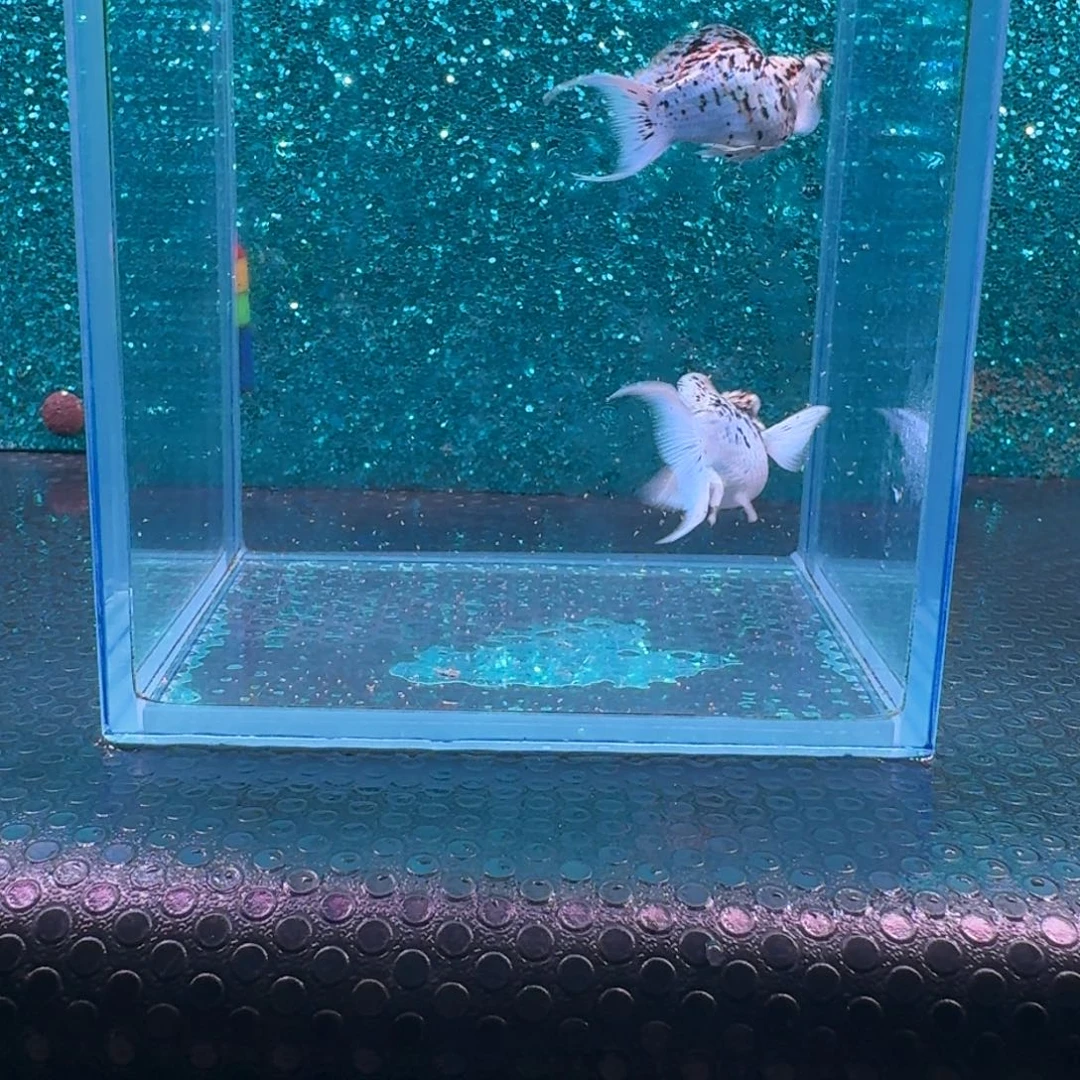 黑玛丽鱼584号玛丽2条