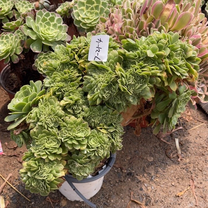 菲***儿7-21-4绿羊绒缀化寄养