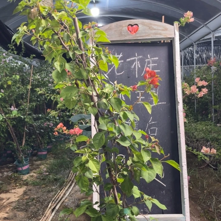 无花朵三角梅三角梅85