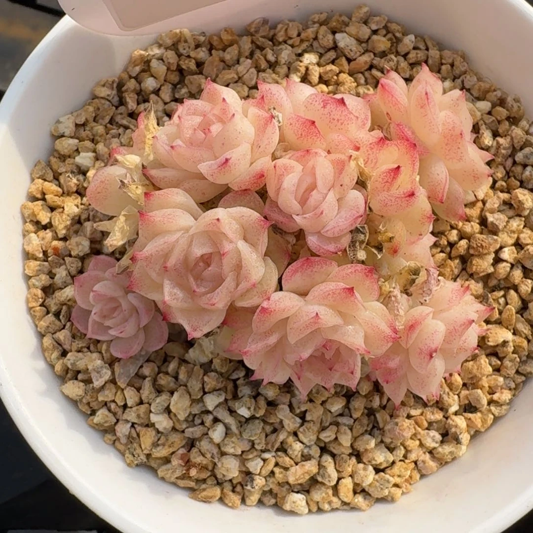 0104-麦秆群不包整一颗