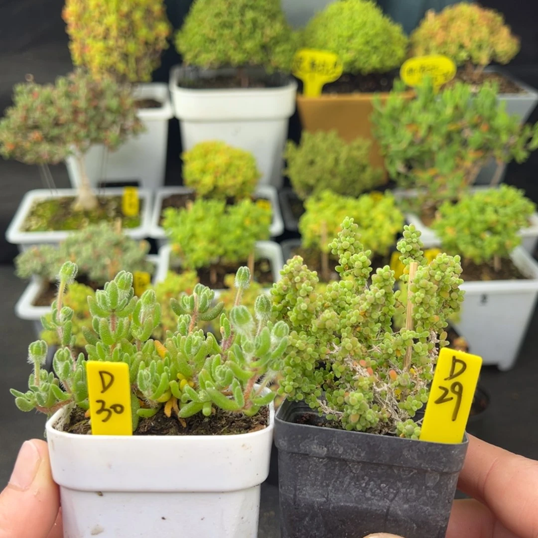 小小米➕狐尾带盆带土发货