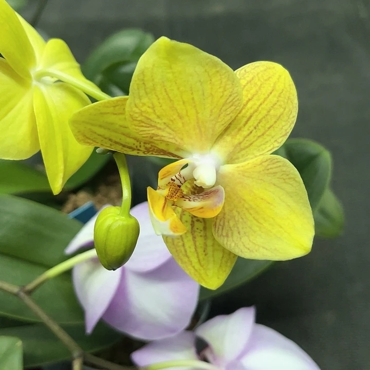 不知名浅黄色线条2.8不带剑