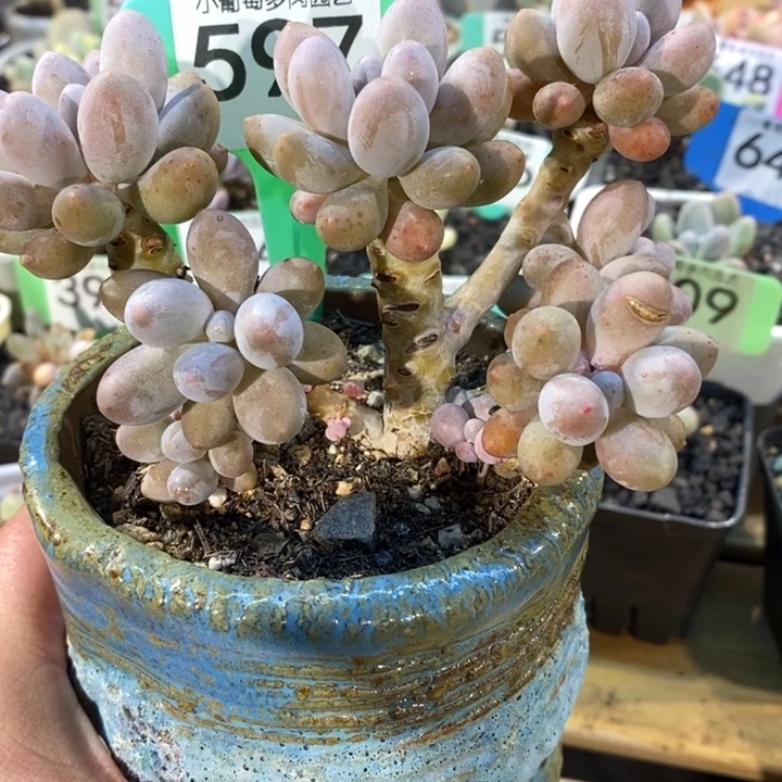 猜*597桃花奶啊啊啊啊啊