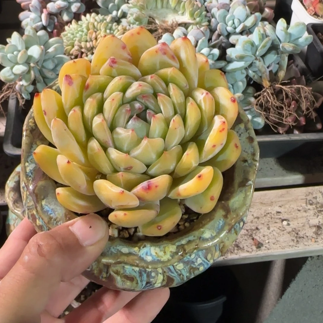 雪花珍妮单头五十包邮