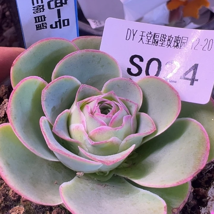 三碗024   绝色一号