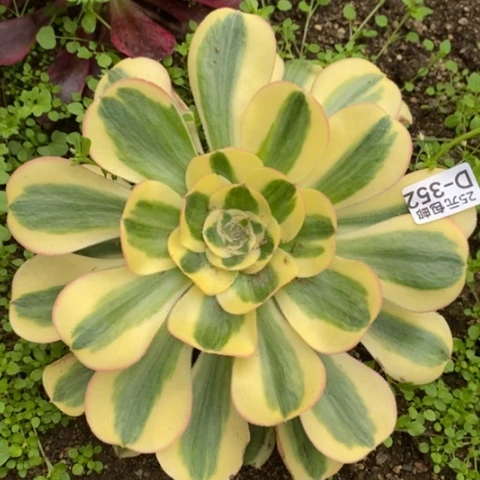 352王妃满25包邮多肉