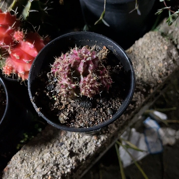 仙人球好好看好漂亮15