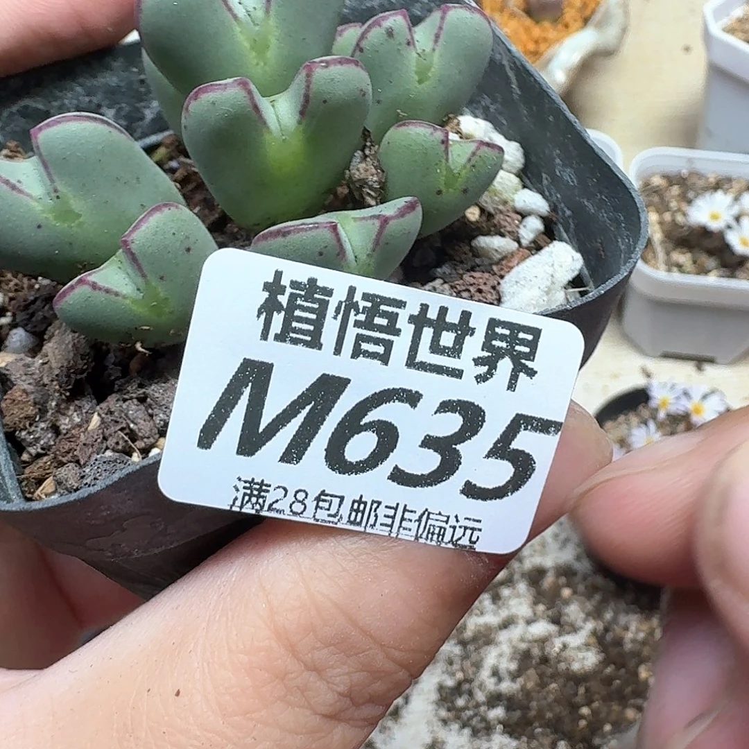 多肉植物的润泽dgg