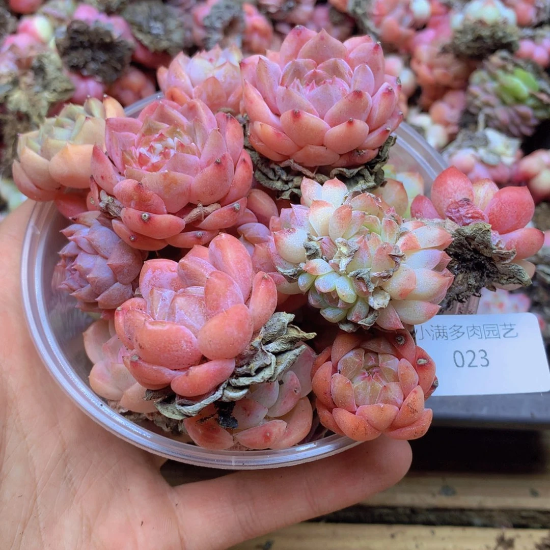 我要去看你了啊你要023