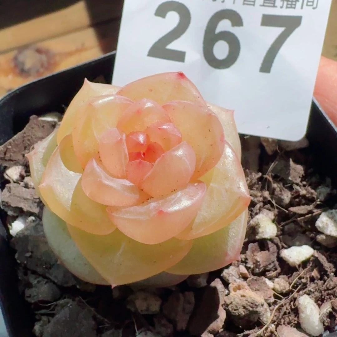 玛瑙模特         精品多肉