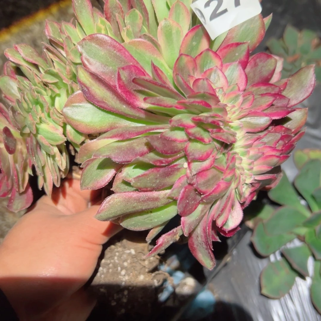 927 号多肉植物法师