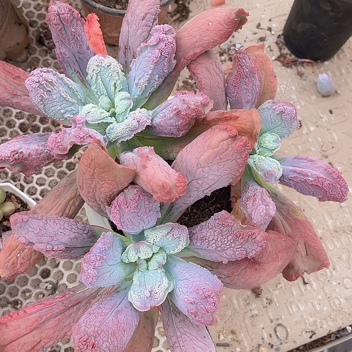 男爵27188多肉植物