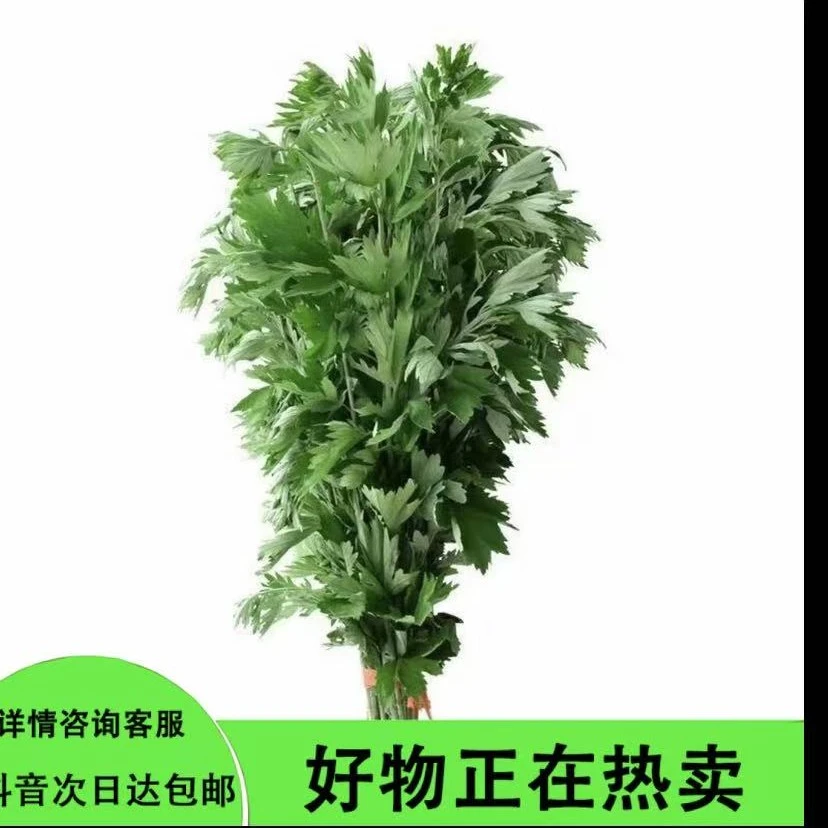 艾草新鲜大叶自然生长可用于洗澡泡澡泡脚