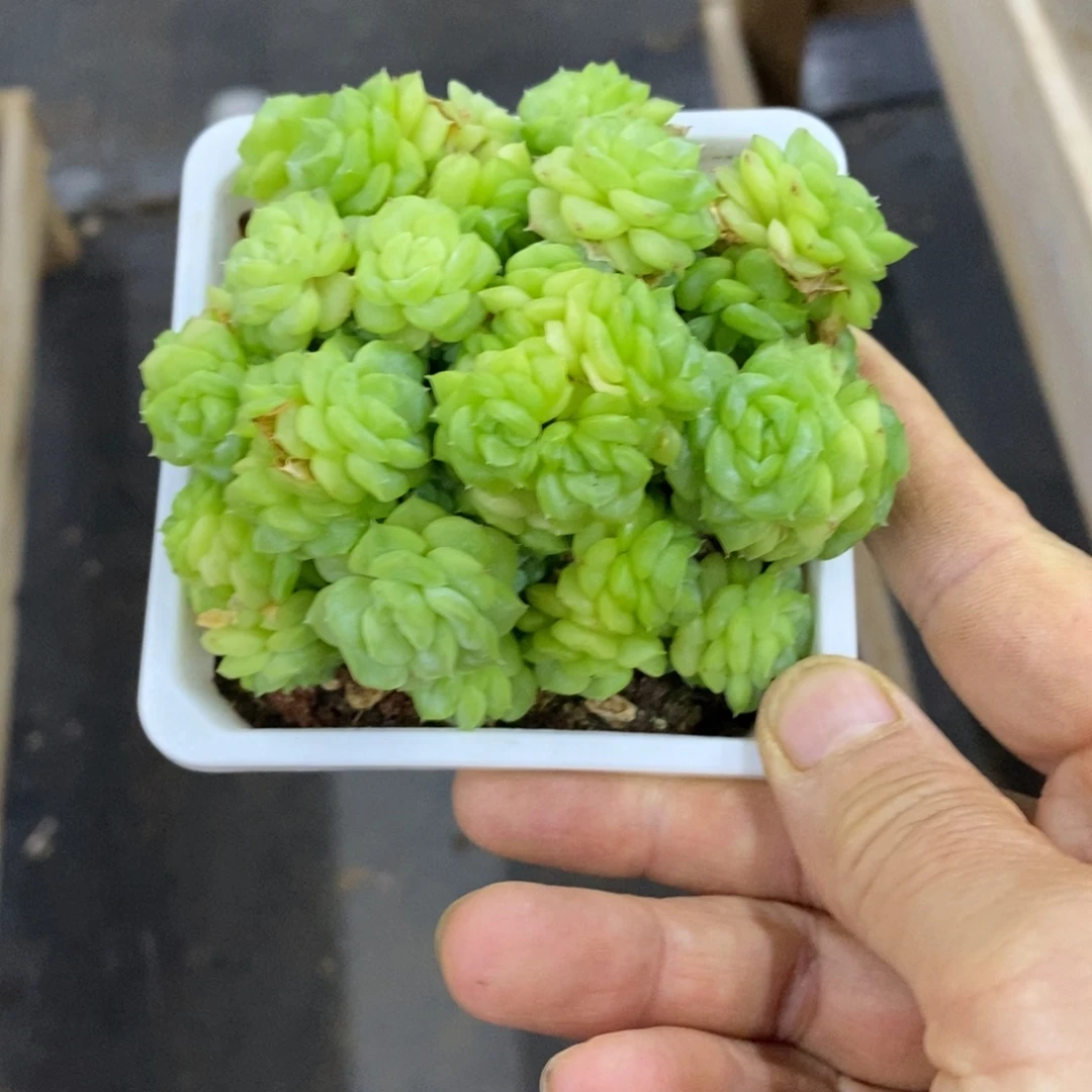 精品多肉一物一拍不包整159