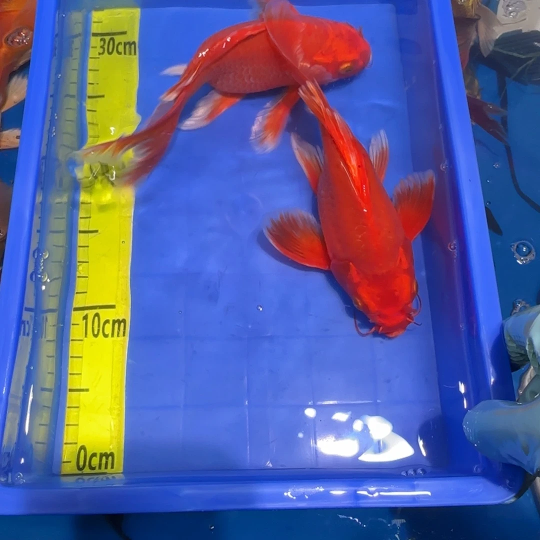 中国大陆蝴蝶鲤精品红色两条