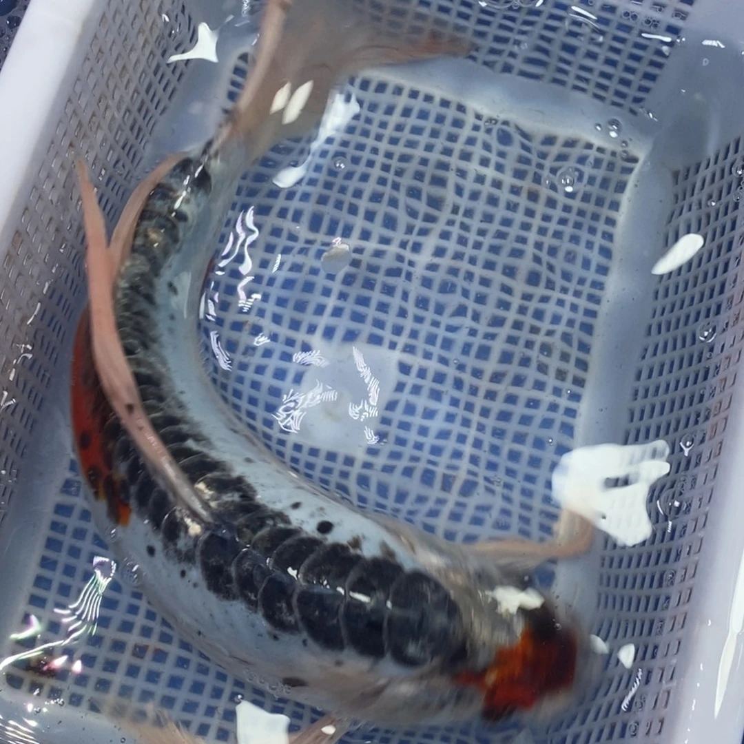 锦鲤冷水锦鲤包邮