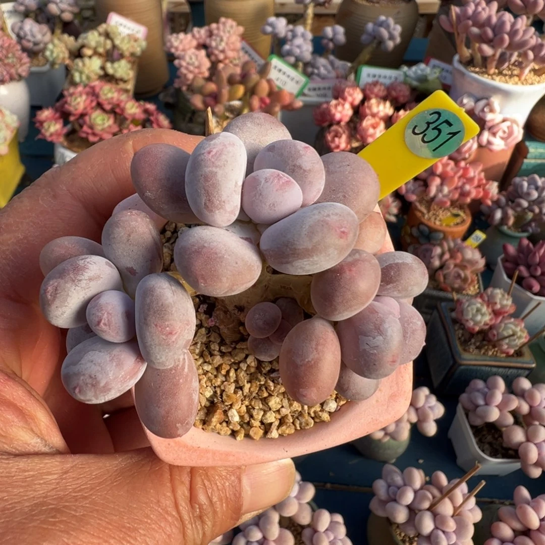 351号彩虹奶老桩无砍