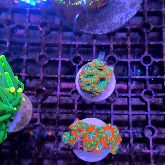 纽扣珊瑚糖果脑，，，