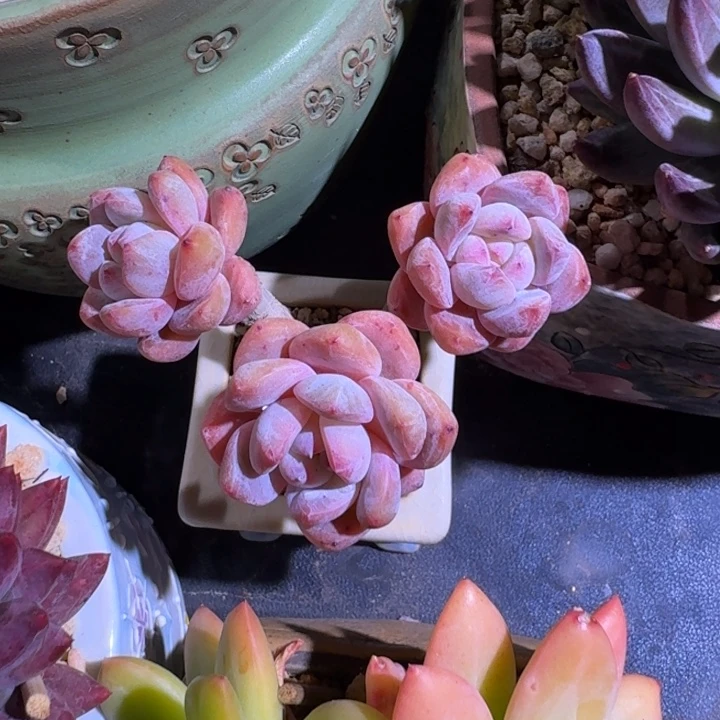 雪天使 3头 一物一拍