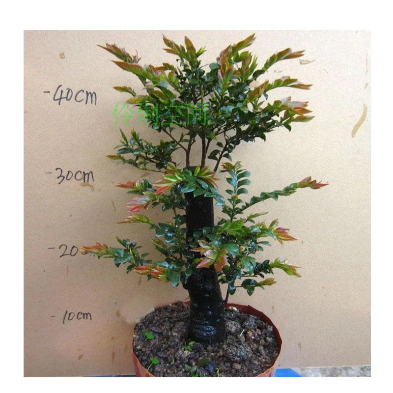 小叶紫檀盆景老桩盆栽树苗紫檀老桩盆栽熟桩四季常青办公室绿植