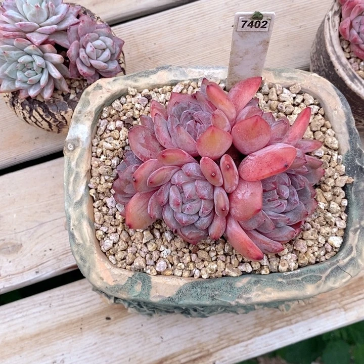 飞*7402多肉一物一拍