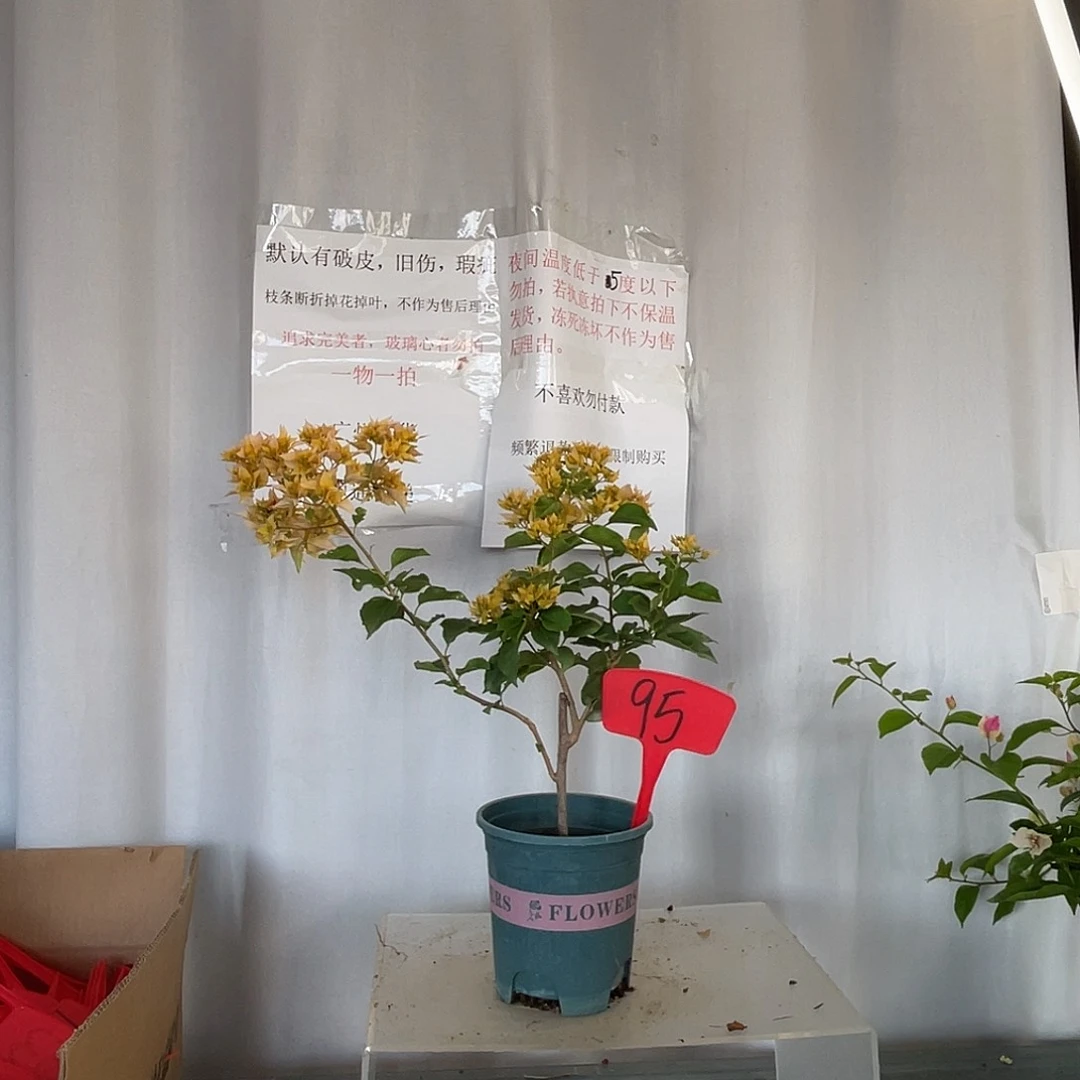 当前无花栽培后可以开花95重瓣黄盆苗