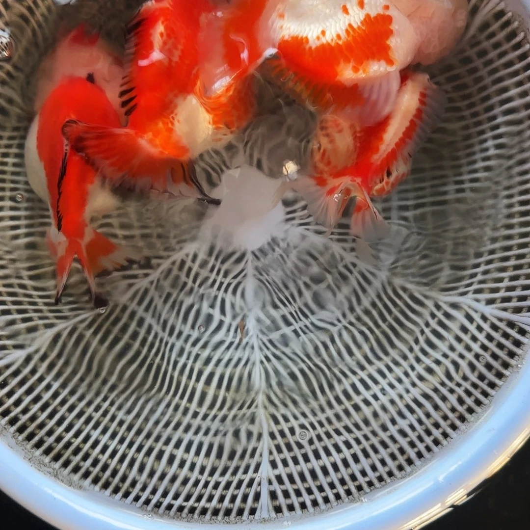 V***y金鱼2公2母666666