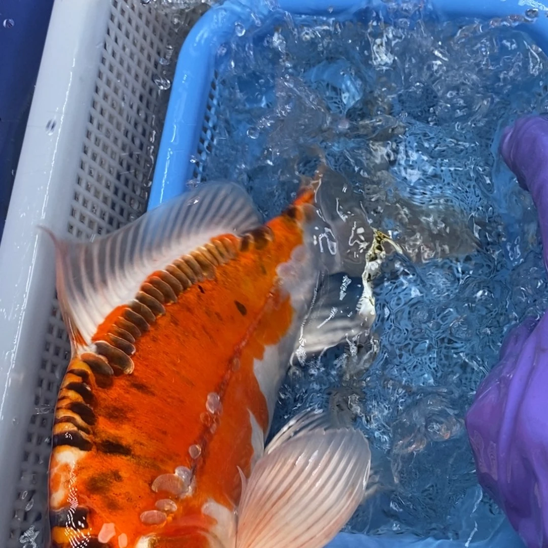 锦鲤冷水锦鲤包邮