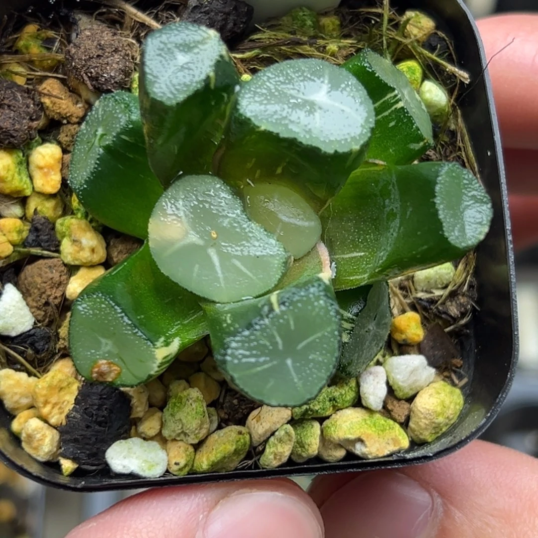 74玉龙万向锦一物一拍